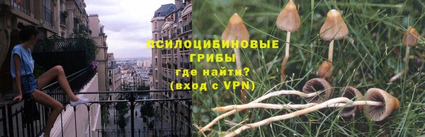 гашик Карпинск
